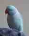 Indian Ringneck Parakeet