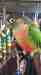 Conure