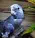 Cockatiel