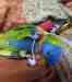 Lory / Lorikeet