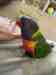 Lory / Lorikeet