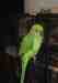 Indian Ringneck Parakeet