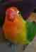 Lovebird