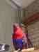 Eclectus