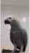 African Grey