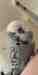 Budgerigar