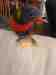 Lory / Lorikeet