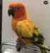 Conure