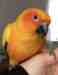 Conure