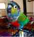 Conure