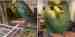 Budgerigar