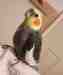Cockatiel
