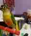 Conure