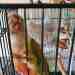 Conure