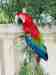 Macaw