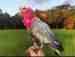 Galah Cockatoo