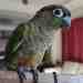 Conure