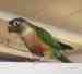 Conure