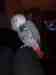 African Grey