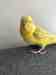 Budgerigar