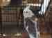 Cockatiel