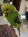 Budgerigar