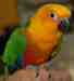 Conure