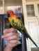 Conure