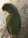 Alexandrine
