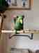 Eclectus