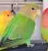 Lovebird