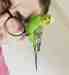 Parakeet