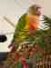 Conure