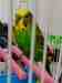 Budgerigar