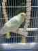 Budgerigar