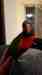 Lory / Lorikeet