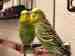 Parakeet