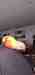 Lory / Lorikeet