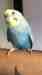 Budgerigar