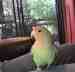 Lovebird