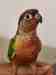 Conure