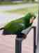 Eclectus