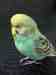 Budgerigar