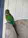 Conure