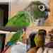 Conure