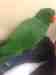 Eclectus