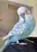 Budgerigar