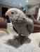 African Grey