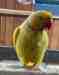 Indian Ringneck Parakeet