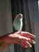 Budgerigar